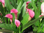 Arumlilja (Zantedeschia) Örtväxter rosa, egenskaper, foto
