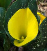 Podu Ziedi Arum Lilija zālaugu augs, Zantedeschia foto, raksturlielumi dzeltens