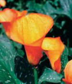 Pokojové květiny Arum Lily bylinné, Zantedeschia fotografie, charakteristiky oranžový