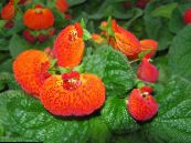 Slipper Flower (Calceolaria) Kruidachtige Plant oranje, karakteristieken, foto