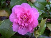 Camelia (Camellia) Boom roze, karakteristieken, foto
