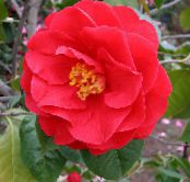 Kamēlija (Camellia) Koks sarkans, raksturlielumi, foto