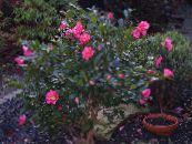 Saksı çiçekleri Kamelya ağaç, Camellia fotoğraf, özellikleri pembe