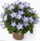 Kvetinové Kvety Campanula, Zvonček ampelny fotografie, vlastnosti modrá