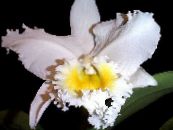 Cattleya Orkidea  Ruohokasvi valkoinen, ominaisuudet, kuva