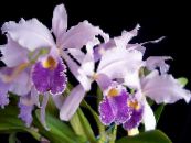 Pot Virágok Cattleya Orchidea lágyszárú növény fénykép, jellemzők halványlila
