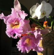 des fleurs en pot Orchidée Cattleya herbeux photo, les caractéristiques rose