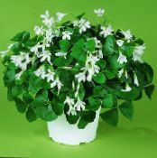 Podu Ziedi Oxalis zālaugu augs foto, raksturlielumi balts