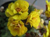Podu Ziedi Oxalis zālaugu augs foto, raksturlielumi dzeltens
