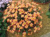 Kvetinové Kvety Oxalis trávovitý fotografie, vlastnosti oranžový