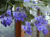 Kambarines gėles Clerodendron krūmas, Clerodendrum nuotrauka, charakteristikos šviesiai mėlynas