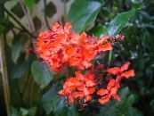Kodus Lilled Clerodendron põõsas, Clerodendrum foto, omadused punane