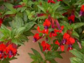 Цигарета Биљка (Cuphea) Грмови црвено, карактеристике, фотографија