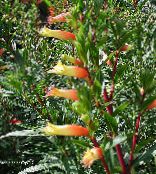 des fleurs en pot Usine De Cigarette des arbustes, Cuphea photo, les caractéristiques orange