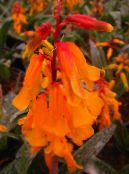 Kambarines gėles Cape Raktažolė žolinis augalas, Lachenalia nuotrauka, charakteristikos oranžinis