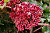 红Leea，西印度冬青，冬青夏威夷  灌木 粉红色, 特点, 照片