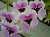 Flores de salón Miltonia herbáceas foto, características lila