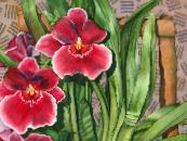 Miltonia  Herbaceous Plant red, characteristics, photo