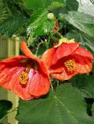 Kvetoucí Javor, Pláč Javor, Lampion (Abutilon) Stromy červená, charakteristiky, fotografie