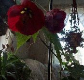 Virágzás Juhar, Sírva Juhar, Kínai Lámpa (Abutilon) Fa bordó, jellemzők, fénykép
