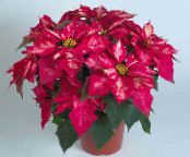 一品红 (Poinsettia pulcherrima) 草本植物 粉红色, 特点, 照片