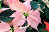 Pokojové květiny Vánoční Hvězda bylinné, Poinsettia pulcherrima fotografie, charakteristiky růžový