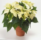 Joulutähti (Poinsettia pulcherrima) Ruohokasvi valkoinen, ominaisuudet, kuva
