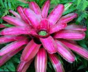 Pot Flowers Bromeliad herbaceous plant, Neoregelia photo, characteristics pink