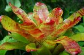 Bromeliad (Neoregelia) Herbaceous Plant orange, characteristics, photo