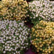 Εσωτερικά λουλούδια Χάντρα Εργοστάσιο ποώδη, nertera φωτογραφία, χαρακτηριστικά λευκό