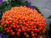 Karoliukas Augalų (nertera) Žolinis Augalas raudonas, charakteristikos, nuotrauka