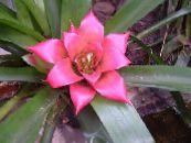 Nidularium  草本植物 粉红色, 特点, 照片