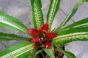 Podu Ziedi Nidularium zālaugu augs foto, raksturlielumi sarkans