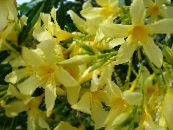 Sisäkukat Rose Bay, Oleanteri pensaikot, Nerium oleander kuva, ominaisuudet keltainen