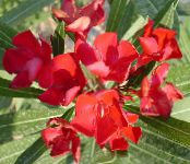 Rose Bay, Oleander (Nerium oleander) Struik rood, karakteristieken, foto