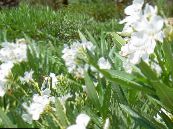 Rose Bay, Oleander (Nerium oleander) Struik wit, karakteristieken, foto