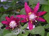 Пасифлора (Cтрастоцвет, Кавалерском Зірка) (Passiflora) Ліана бордовий, характеристика, фото