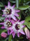 Kirg Lillede (Passiflora) Ronitaim lilla, omadused, foto