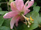 Passionsblomma (Passiflora) Lian rosa, egenskaper, foto