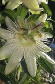 Intohimo Kukka (Passiflora) Liaani valkoinen, ominaisuudet, kuva