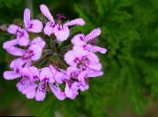 Krukblommor Pelargon örtväxter, Pelargonium foto, egenskaper lila