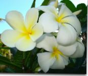 Flores de salón Plumeria arbustos foto, características blanco