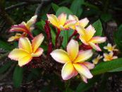 Flores de salón Plumeria arbustos foto, características amarillo