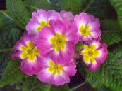 Sisäkukat Primula, Auricula ruohokasvi kuva, ominaisuudet pinkki