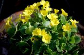 Saksı çiçekleri Primula, Auricula otsu bir bitkidir fotoğraf, özellikleri sarı