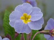 Saksı çiçekleri Primula, Auricula otsu bir bitkidir fotoğraf, özellikleri açık mavi