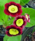 Комнатные цветы Примула травянистые, Primula фото, характеристика бордовый