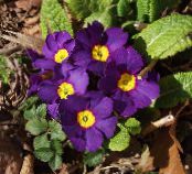 Комнатные цветы Примула травянистые, Primula фото, характеристика фиолетовый