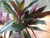 Rhoeo Tradescantia  Örtväxter violett, egenskaper, foto