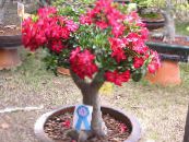 ბანკში ყვავილები უდაბნოში გაიზარდა ხე, Adenium ფოტო, მახასიათებლები წითელი